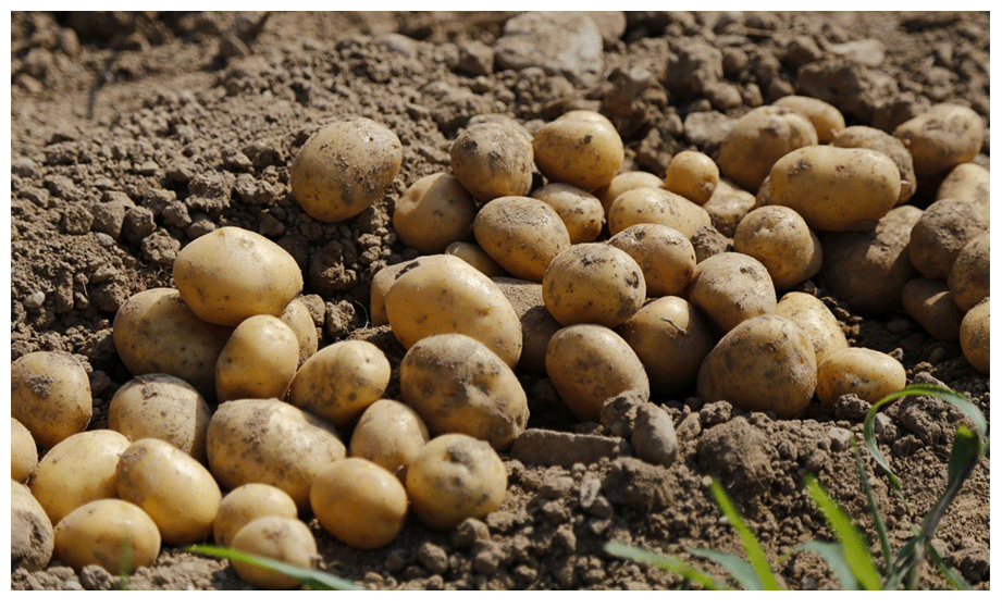 क्यों किसान नहीं उगा रहें हैं आलू की फसल |  Why-farmers-are-not-growing-potato-crop