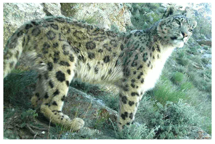 रहस यमय ह म त द ए क भ रत स ज ड Mysterious Snow Leopard Joins India