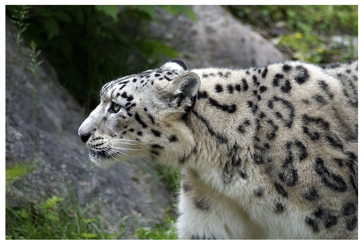 रहस यमय ह म त द ए क भ रत स ज ड Mysterious Snow Leopard Joins India