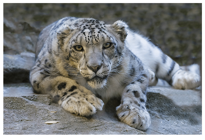 रहस यमय ह म त द ए क भ रत स ज ड Mysterious Snow Leopard Joins India