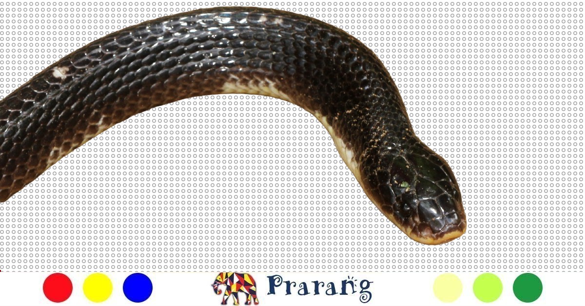 Prarang