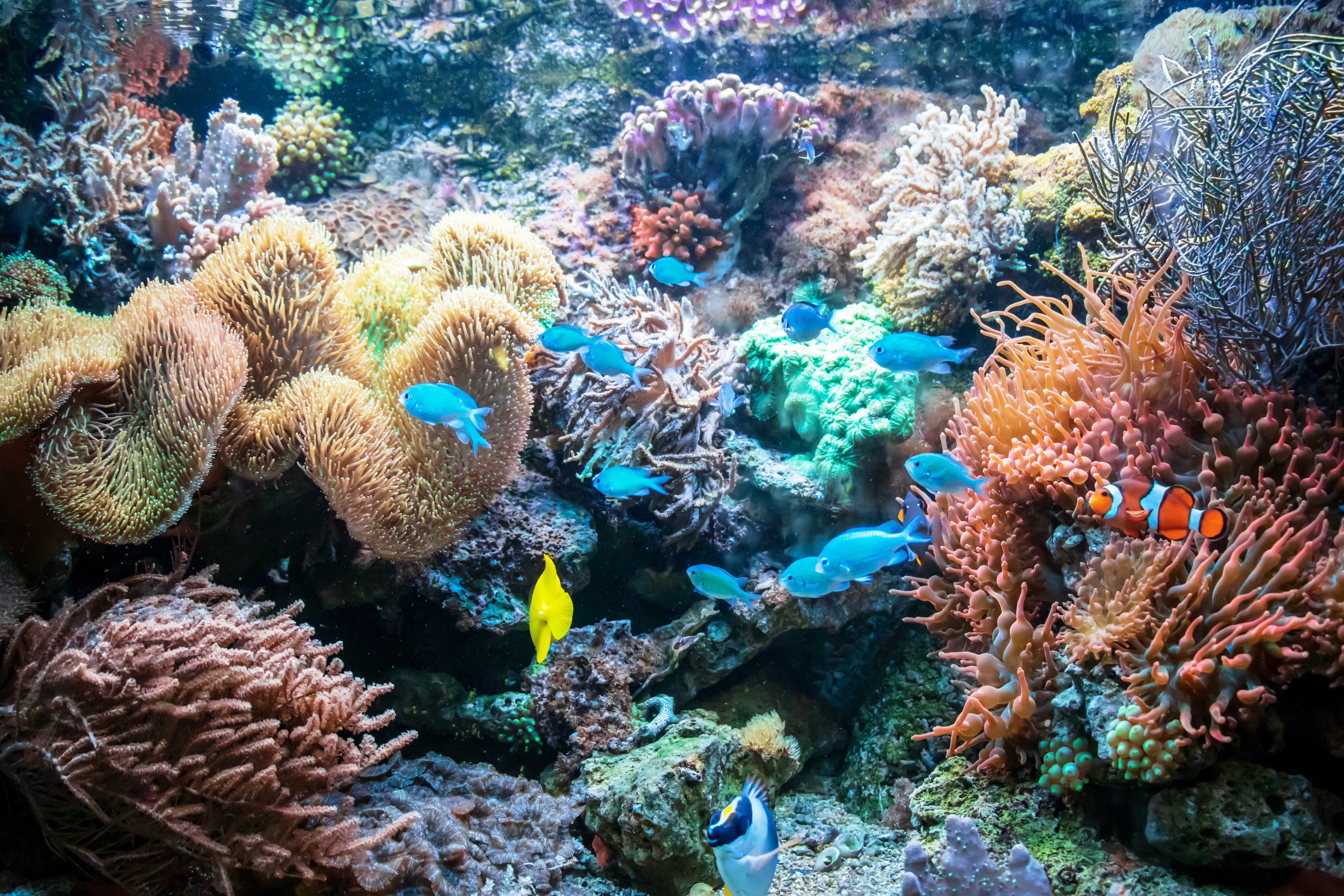 क य खतर म ह य सम द र चट ट न प रव ल भ त त य Coral Reef Why These Coral Reefs Are In Danger